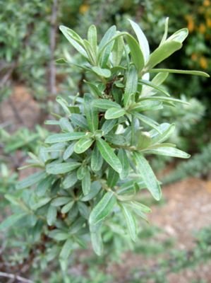 Photo of Seaberry Pollinator Plant