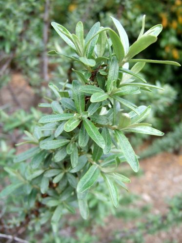 Photo of Seaberry Pollinator Plant