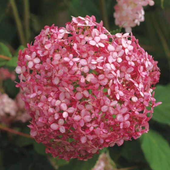 Photo of Invincibelle® Spirit Hydrangea