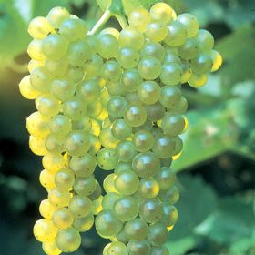Photo of Red, White & Blue Seedless Grape Vine Collection