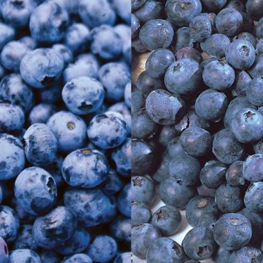 Photo of Patio Blueberry Plant Collection