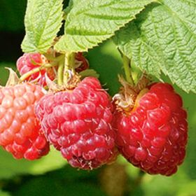 Photo of Encore Red Raspberry Plant