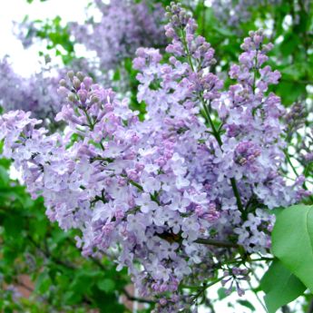 Lilacs