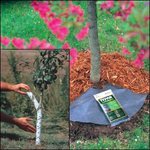 Photo of Tree Kit