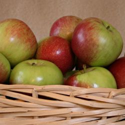 Photo of Wealthy Apple Tree