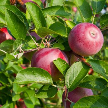 Red apples growing on trees