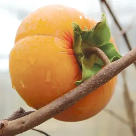 Photo of Fuyu Asian Persimmon Tree