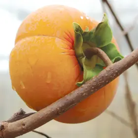 Photo of Fuyu Asian Persimmon Tree