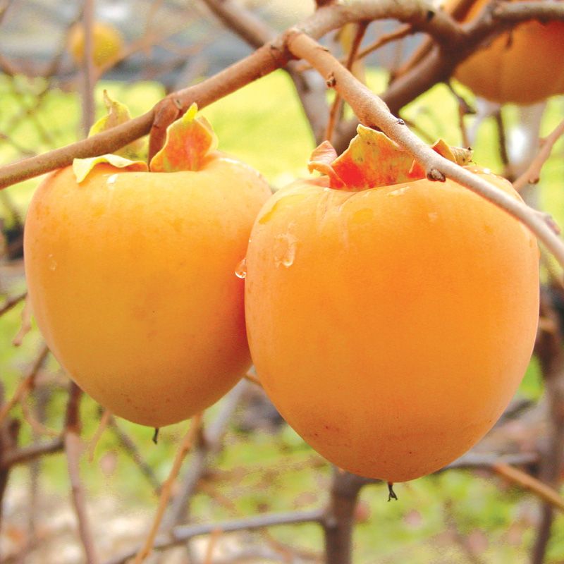 Fuyu Persimmon Tree Kaki Asian Orange Sweet Fruit Plant Full Sun Partial Shade