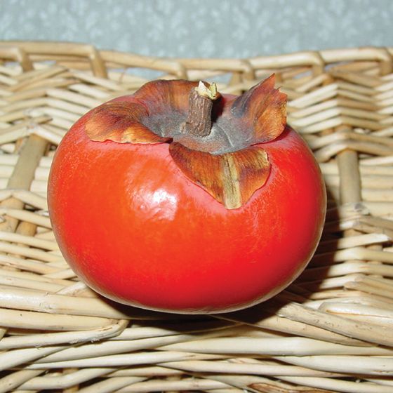 Photo of Yates American Persimmon Tree