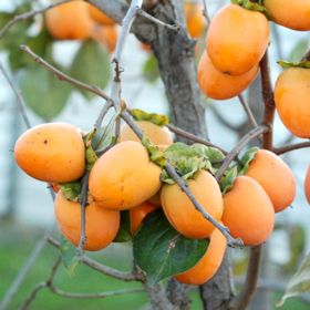 Photo of Saijo Asian Persimmon Tree