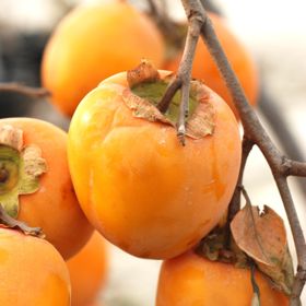 Photo of Saijo Asian Persimmon Tree