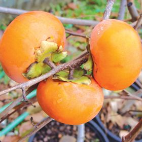 Photo of Ichi-Ki-Kei-Jiro Asian Persimmon Tree