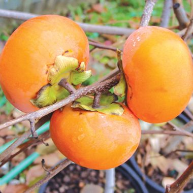 Photo of Ichi-Ki-Kei-Jiro Asian Persimmon Tree