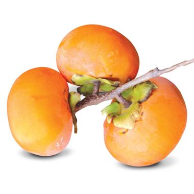 Photo of Ichi-Ki-Kei-Jiro Asian Persimmon Tree