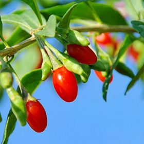 Photo of Vermilion Sunset® Goji Plant