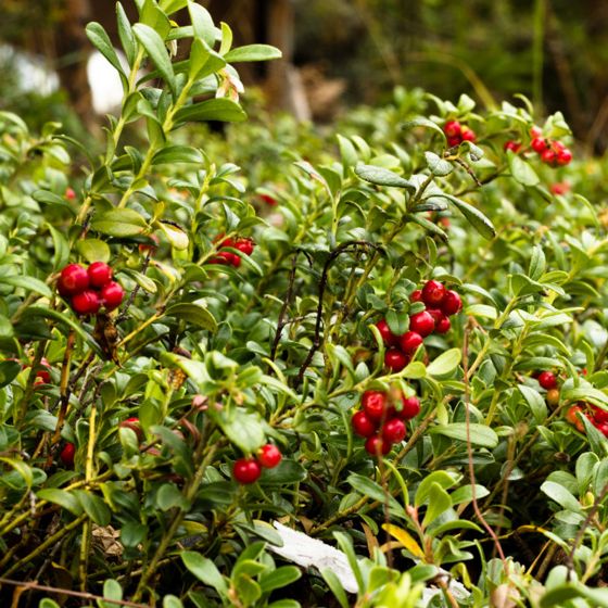 Photo of Koralle Lingonberry Plant