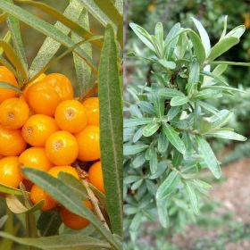 Photo of Seaberry Plant Collection