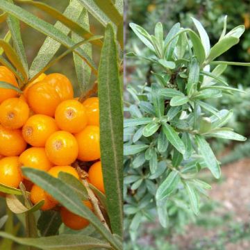 Photo of Seaberry Plant Collection