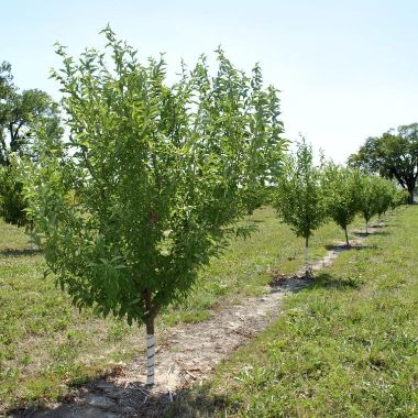 Photo of Cold-Hardy Fruit Tree Orchard-In-A-Box®