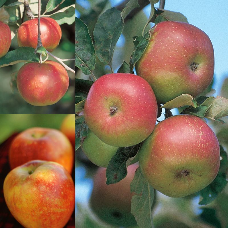 Cider Apple Tree Collection Apple Trees Stark Bro's