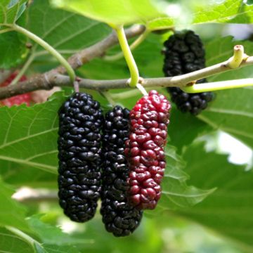 Photo of Illinois Everbearing Mulberry Tree