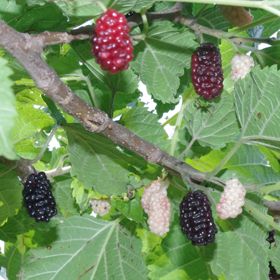 Photo of Illinois Everbearing Mulberry Tree