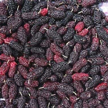 Photo of Illinois Everbearing Mulberry Tree