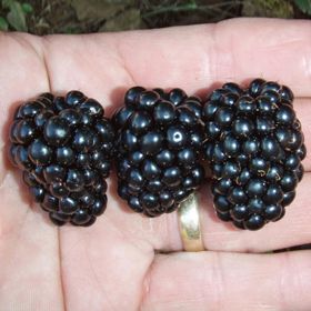 Photo of Prime-Ark® 45 Primocane Blackberry Plant