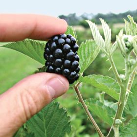 Photo of Primocane Blackberry Plant Collection