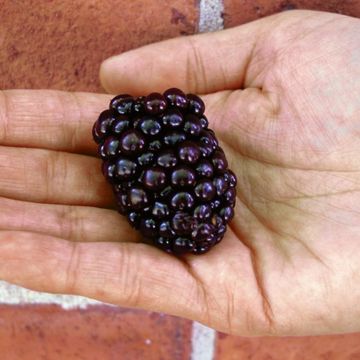 Photo of Kiowa Blackberry Plant