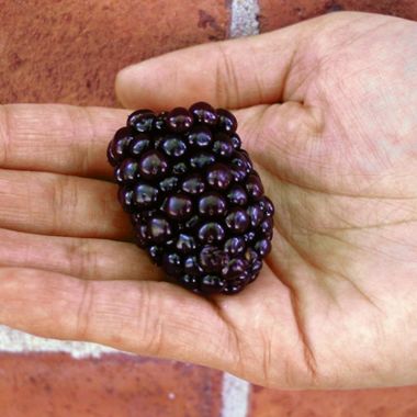 Photo of Kiowa Blackberry Plant