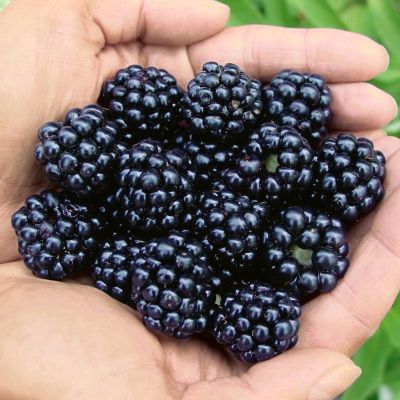 Photo of Arapaho Erect Thornless Blackberry Plant