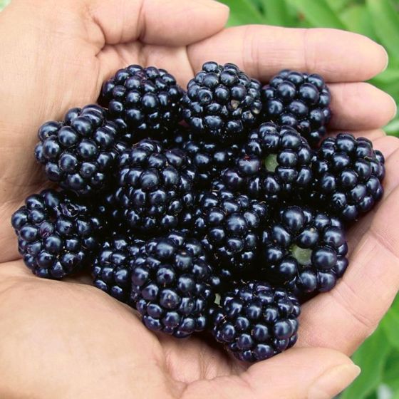 Arapaho Erect Thornless Blackberry Plant