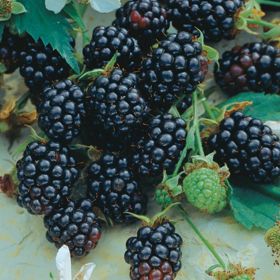 Photo of Semi-Trailing Blackberry Plant Collection