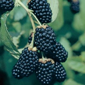 100 Seeds Triple Crown Blackberry Giant Thornless Blackberries Black Berries 
