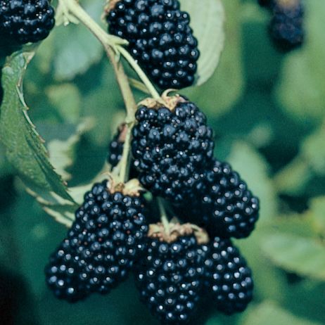 Prime-Ark® 45 Primocane Blackberry Plant - Stark Bro's