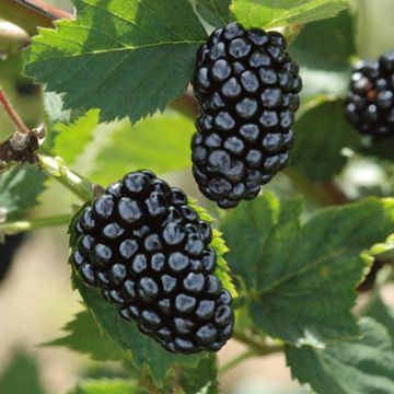 Photo of Natchez Thornless Blackberry Plant