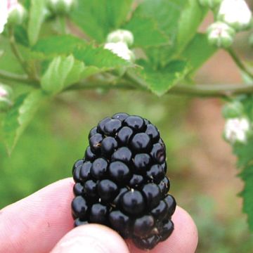 Photo of Prime-Jim® Blackberry Plant