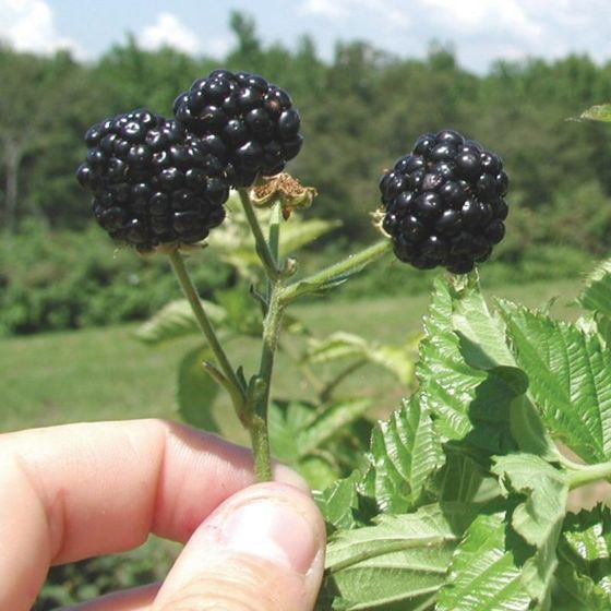 Photo of Prime-Jim® Blackberry Plant