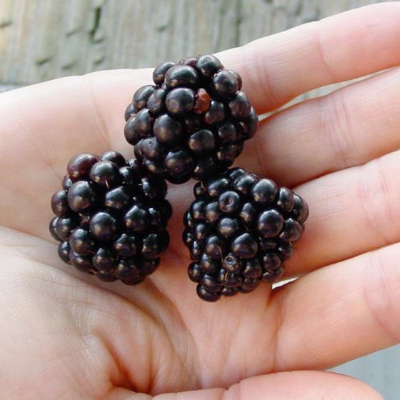 Photo of Semi-Trailing Blackberry Plant Collection