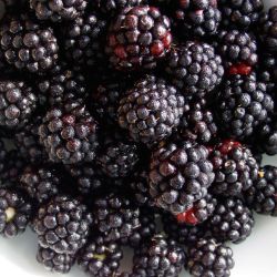 Photo of Thornless Blackberry Plant Collection