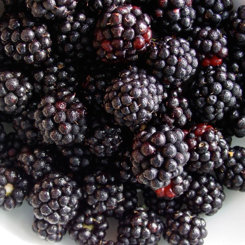 Thornless Blackberry Plant Collection Stark Bro