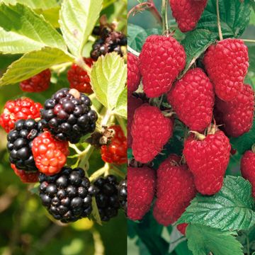 Photo of Stark® Primocane Berry Patch Assortment