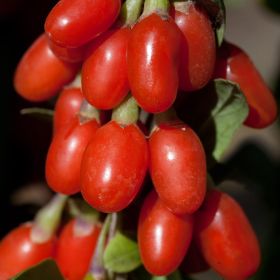 Photo of Big Lifeberry® Goji Plant