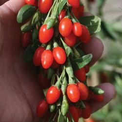 Lifeberry® Goji Berry Plant Collection