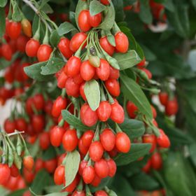 Photo of Sweet Lifeberry® Goji Plant