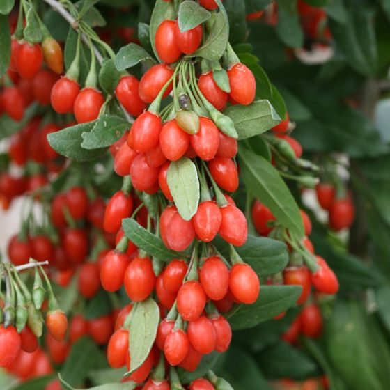 Vergelijkbaar Napier boekje Lifeberry® Goji Berry Plant Collection - Stark Bro's