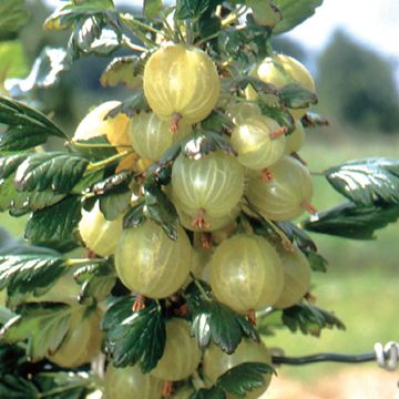 Photo of Invicta Gooseberry Plant