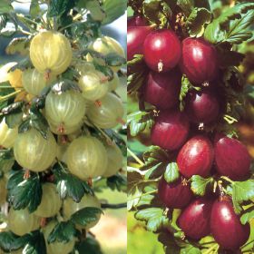 Photo of Gooseberry Plant Collection